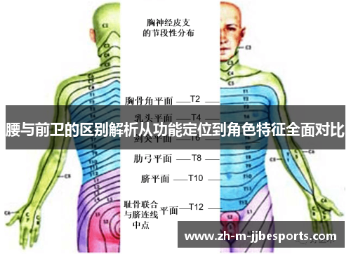 腰与前卫的区别解析从功能定位到角色特征全面对比
