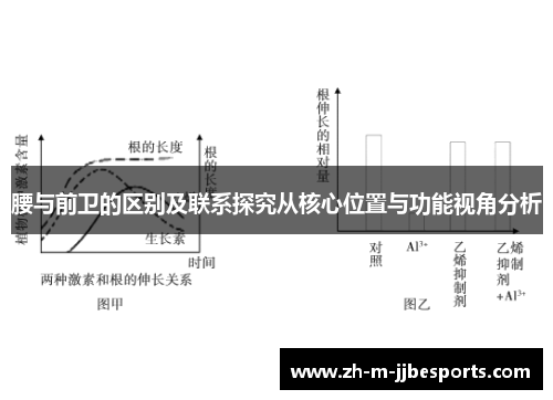 腰与前卫的区别及联系探究从核心位置与功能视角分析